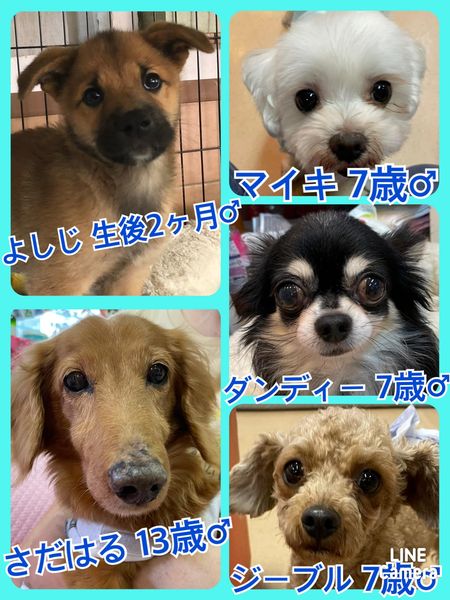 🐾今日の里親様募集中ワンコ🐶メンバーです🐾2022,7,4【保護犬カフェ天神橋店】